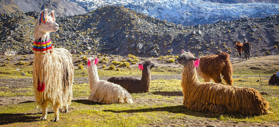Alpaca Wol - Schatten van de Andes